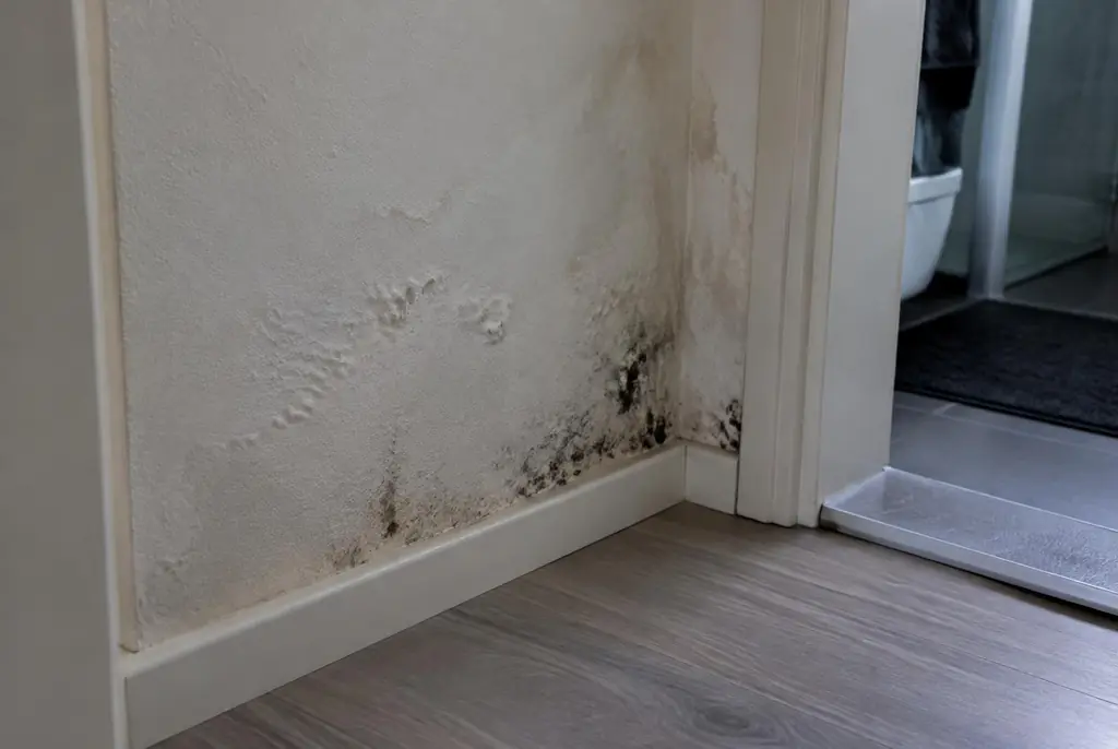 Lekdetectie Wekerom – vochtplek met schimmel op een muur